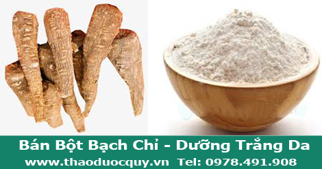 Bột bạch chỉ Bột bạch chỉ