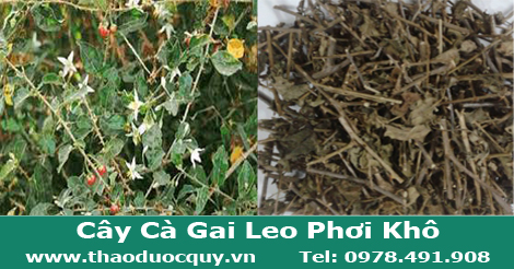 Cà Gai Leo Giải Độc Gan trị bệnh gan Cà Gai Leo Giải Độc Gan trị bệnh gan