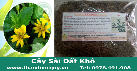 Cây Sài Đất trị mụn nhọt, rôm sảy Cây Sài Đất trị mụn nhọt, rôm sảy