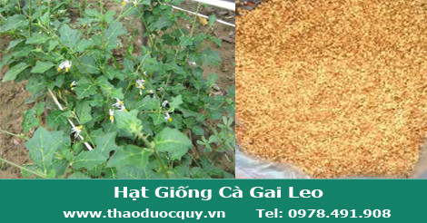 Hạt Giống Cà Gai Leo Hạt Giống Cà Gai Leo