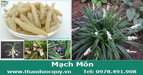 Mạch Môn/ Mạch Môn Đông Mạch Môn/ Mạch Môn Đông