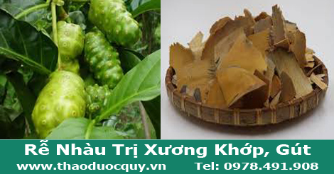 Rễ nhàu - trị đau nhức xương khớp Rễ nhàu - trị đau nhức xương khớp