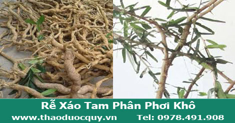 Rễ Cây Xáo Tam Phân/ Rễ xáo tam phân Rễ Cây Xáo Tam Phân/ Rễ xáo tam phân
