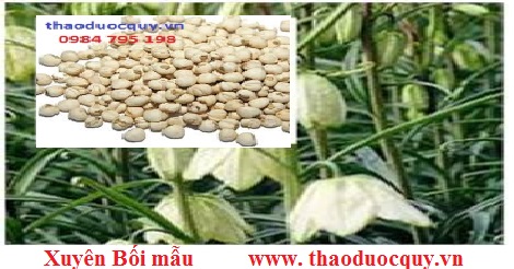 Xuy&ecirc;n bối mẫu