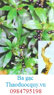 Ba Gạc