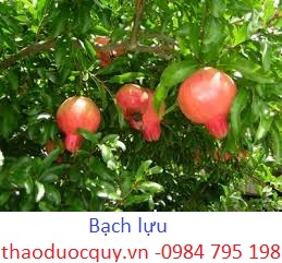 Bạch lựu