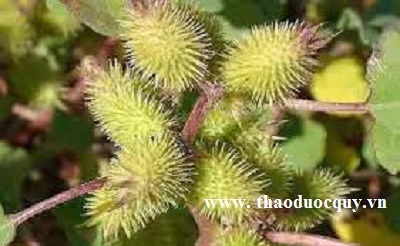 Bài thuốc chữa tổ đỉa