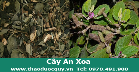 Cây An Xoa Cây An Xoa