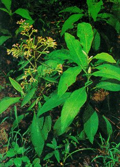 Đại Bi