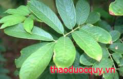 Dây Thuốc Cá