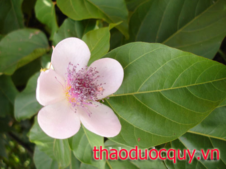 Điều Nhuộm