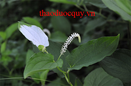 Tam Bạch Thảo