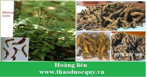 Hoàng liên Hoàng liên