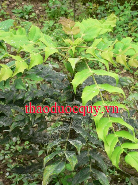 Thập Đại Công Lao