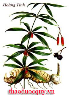 Hoàng Tinh Hoàng Tinh