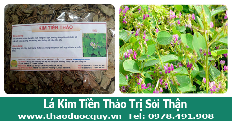 Kim tiền thảo - trị sỏi thận, sỏi mật Kim tiền thảo - trị sỏi thận, sỏi mật