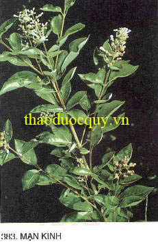 Thuốc Kinh
