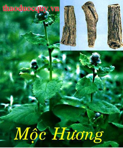 Ổi Mộc Hương