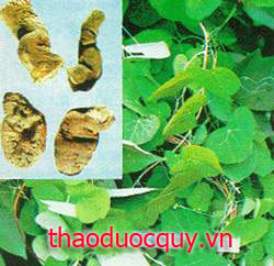Mộc Thông
