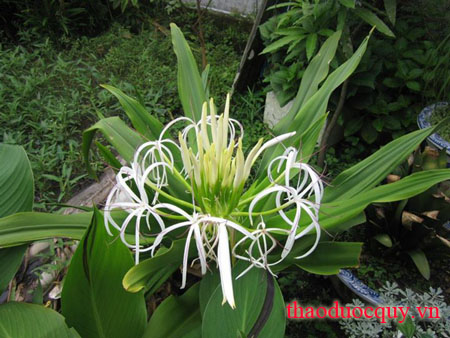 Thập Bát Học Sĩ