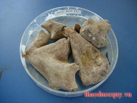 Ngũ Bội Tử