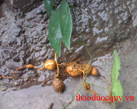 Tam Thạch Cô