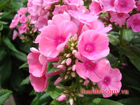 Trúc Đào