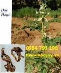 BÀI THUỐC CHỮA BỆNH GÚT