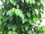 Lá trầu không trị bệnh phụ khoa