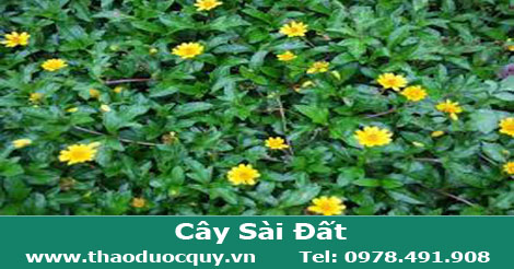 hình-ảnh-cây-sài-đất