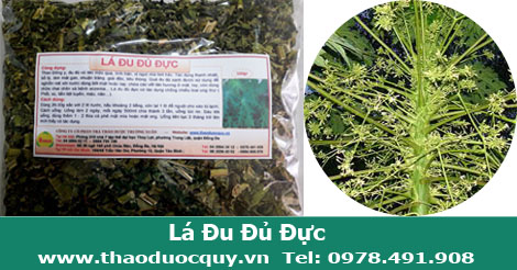 l&aacute; c&acirc;y đu đủ đực phơi kh&ocirc;