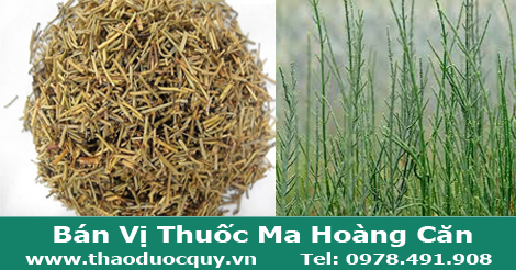 Vị thuốc ma hoàng căn