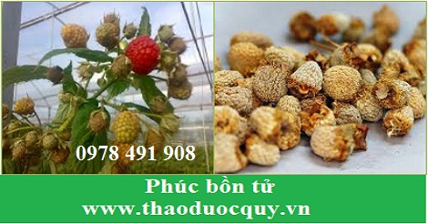 Phúc bồn tử