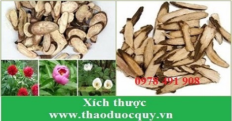 xích thược